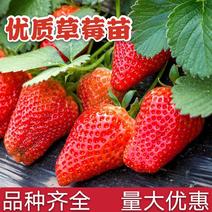 章姬草莓苗脱毒红颜奶油草莓苗甜宝草莓苗品种齐全量大从优