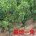 红啤梨树苗优质嫁接梨树苗适合各地种植基地直发现挖现发