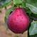 红啤梨树苗优质嫁接梨树苗适合各地种植基地直发现挖现发