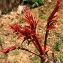 香椿树苗，红油香椿。