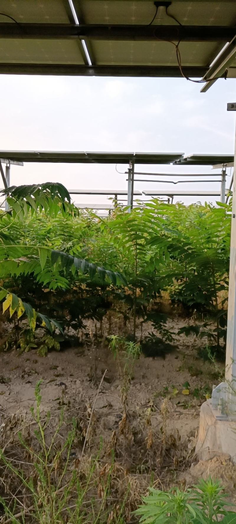 香椿树苗，红油香椿。
