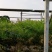 香椿树苗，红油香椿。