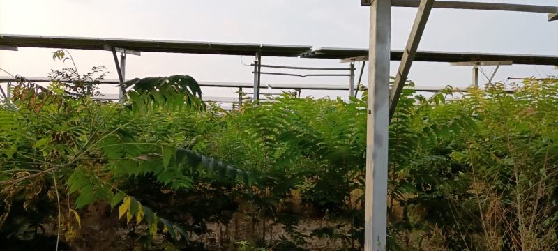 香椿树苗，红油香椿。