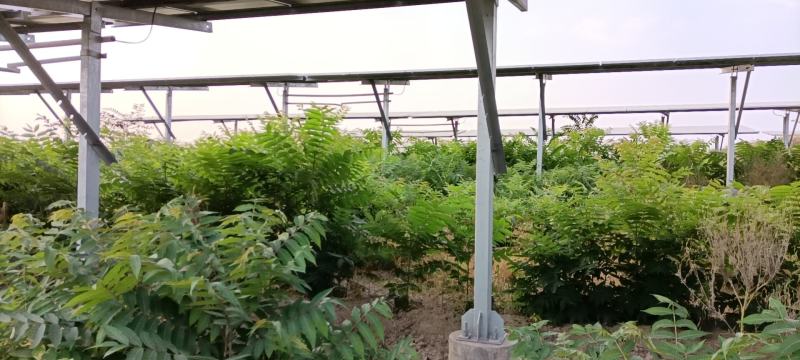 香椿树苗，红油香椿。