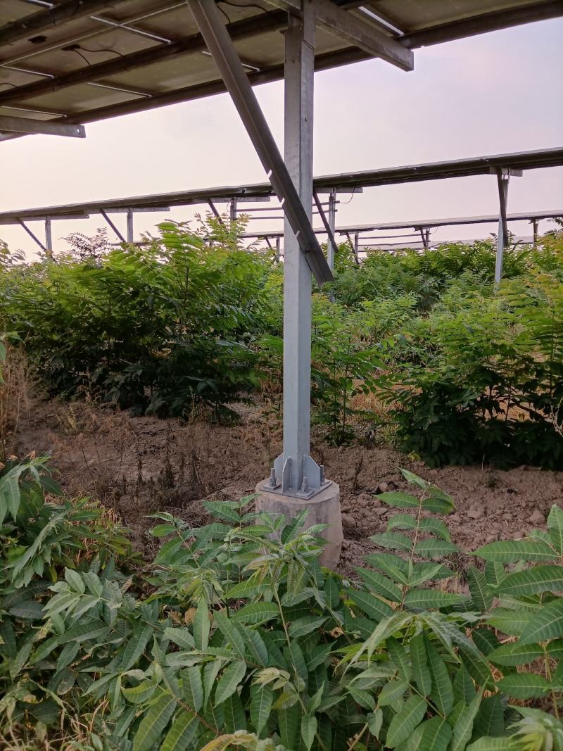 香椿树苗，红油香椿。
