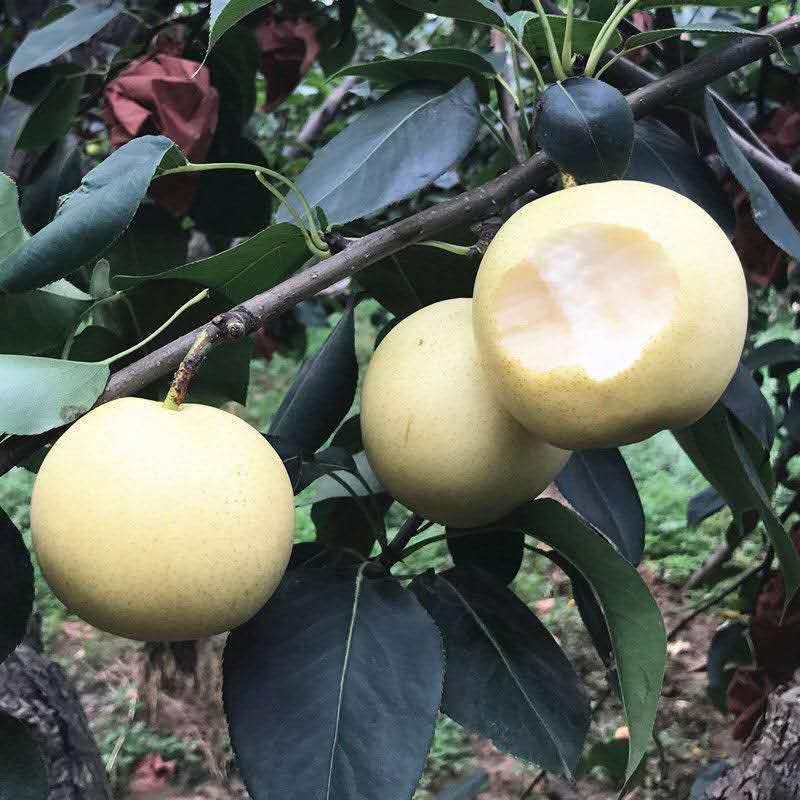 皇冠梨树苗优质嫁接梨树苗适合各地种植脆甜多汁品种齐全