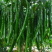 螺丝辣椒，线椒自己种植