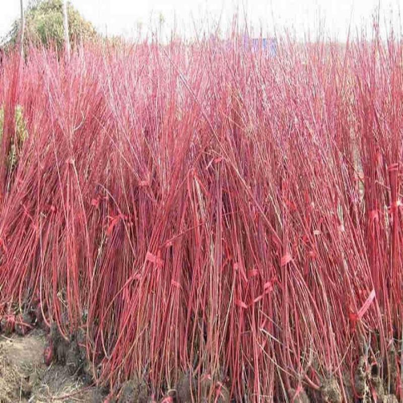 采摘花卉苗木出售【红瑞木出售】凉子木红马球出售当年新种子