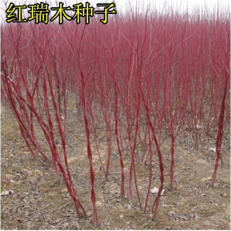 采摘花卉苗木出售【红瑞木出售】凉子木红马球出售当年新种子