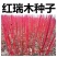 采摘花卉苗木出售【红瑞木出售】凉子木红马球出售当年新种子