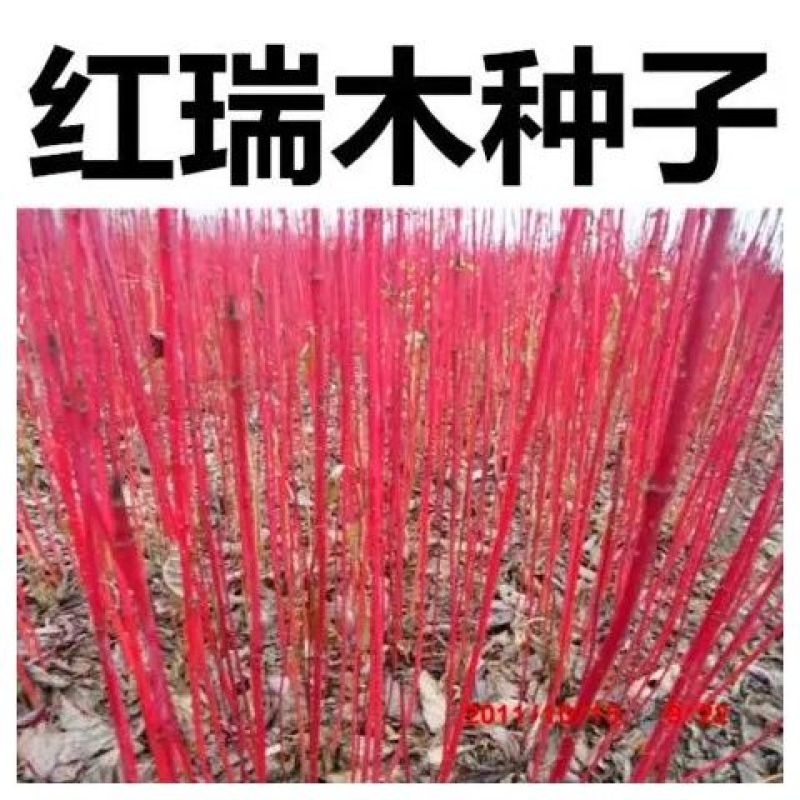 采摘花卉苗木出售【红瑞木出售】凉子木红马球出售当年新种子
