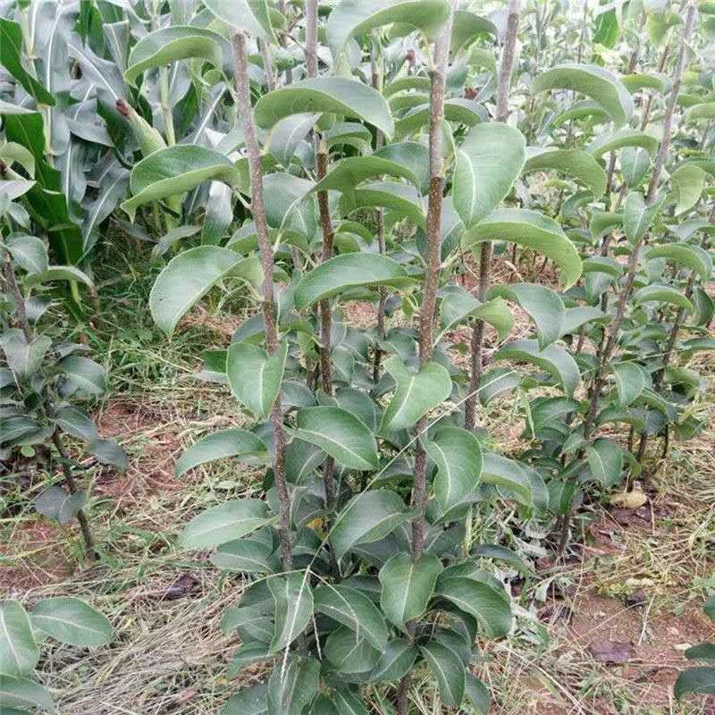 早酥红梨树苗优质嫁接梨树苗品种齐全量大从优基地直发