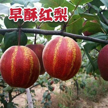 早酥红梨树苗优质嫁接梨树苗品种齐全量大从优基地直发