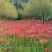 出口级彼岸花曼珠沙华红花石蒜基地直发非野生
