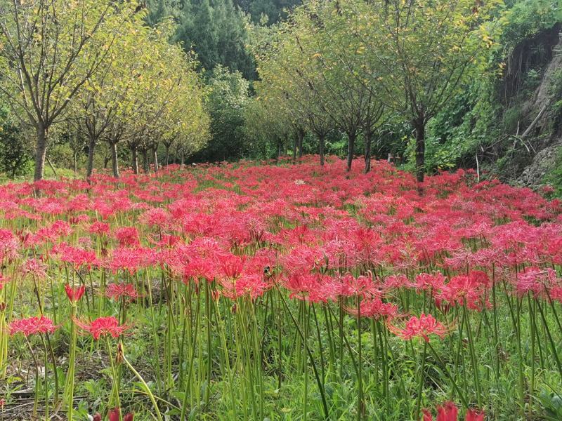 出口级彼岸花曼珠沙华红花石蒜基地直发非野生