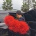 出口级彼岸花曼珠沙华红花石蒜基地直发非野生