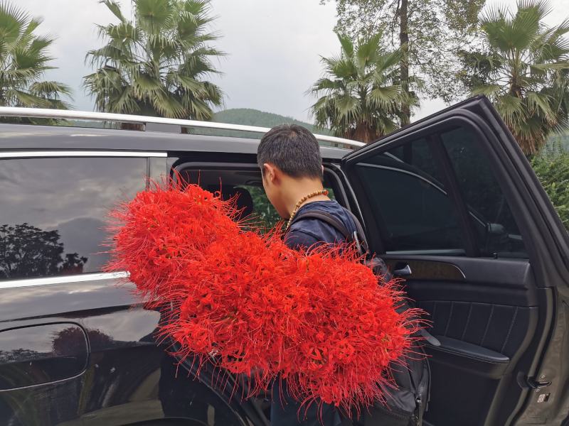 出口级彼岸花曼珠沙华红花石蒜基地直发非野生