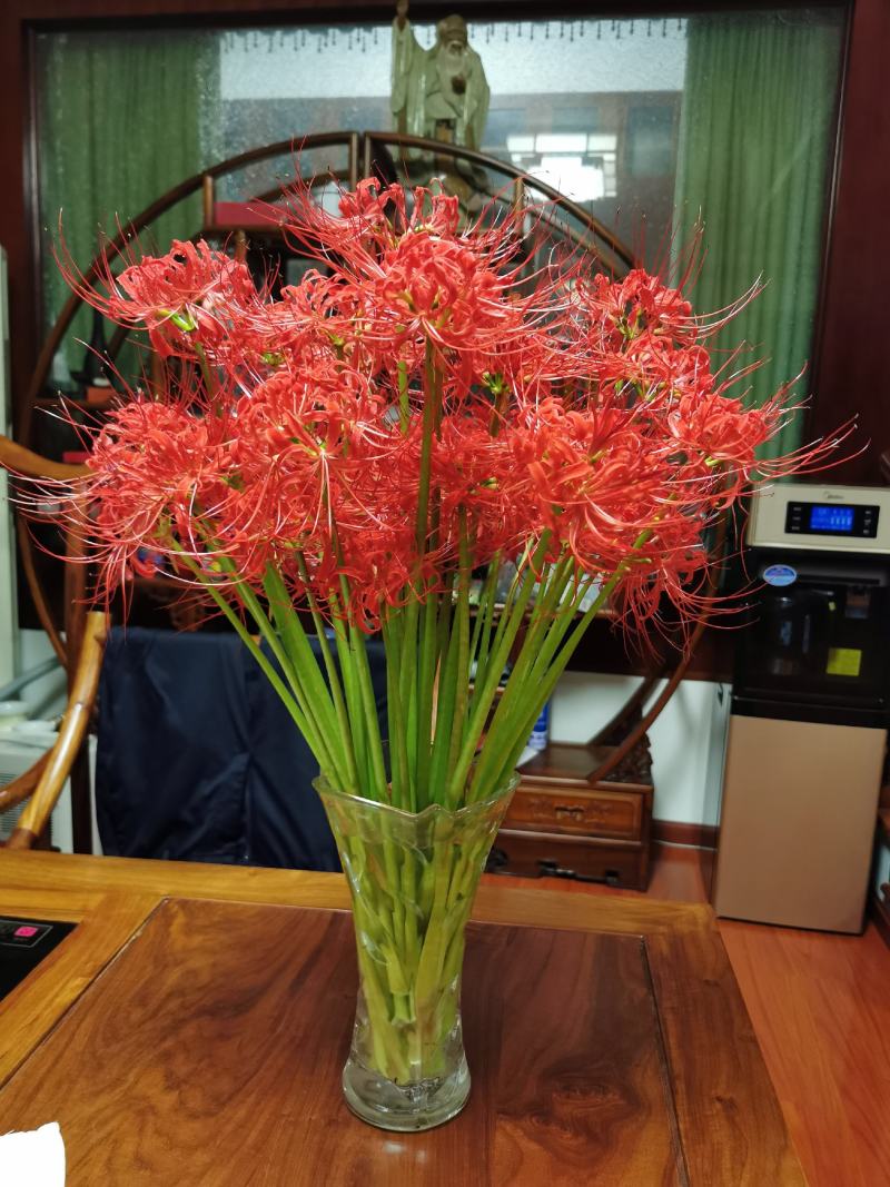 出口级彼岸花曼珠沙华红花石蒜基地直发非野生