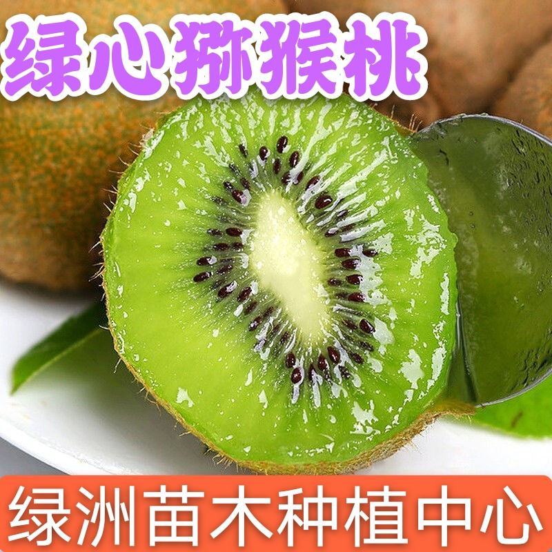 绿心猕猴桃优质嫁接猕猴桃树苗皮薄肉多适合各地种植