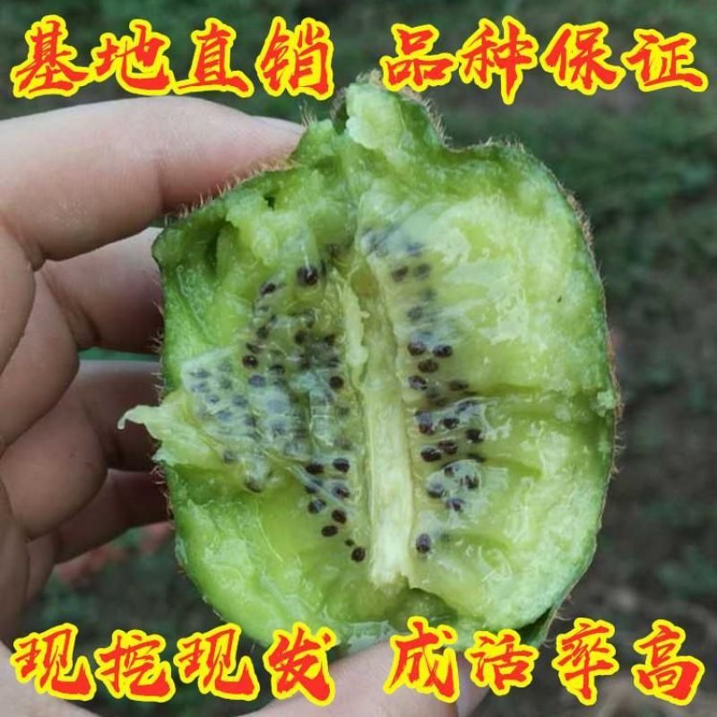 绿心猕猴桃优质嫁接猕猴桃树苗皮薄肉多适合各地种植
