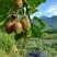 绿心猕猴桃优质嫁接猕猴桃树苗皮薄肉多适合各地种植