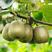 红心猕猴桃树苗优质嫁接猕猴桃种苗高产量好管理