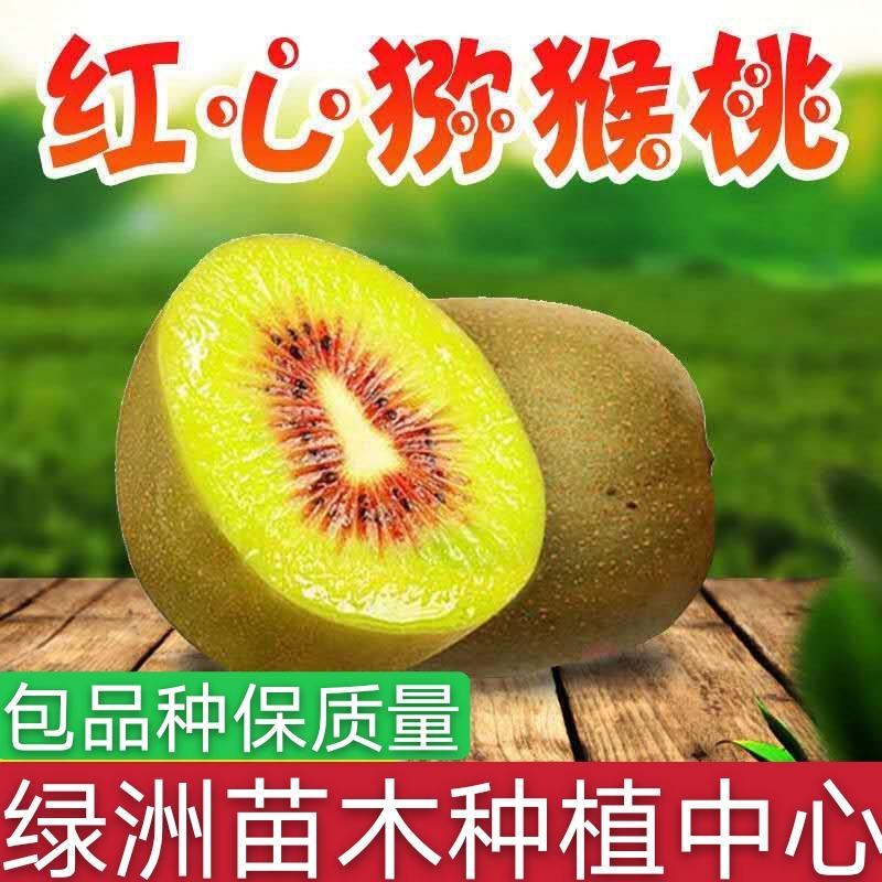 红心猕猴桃树苗优质嫁接猕猴桃种苗高产量好管理