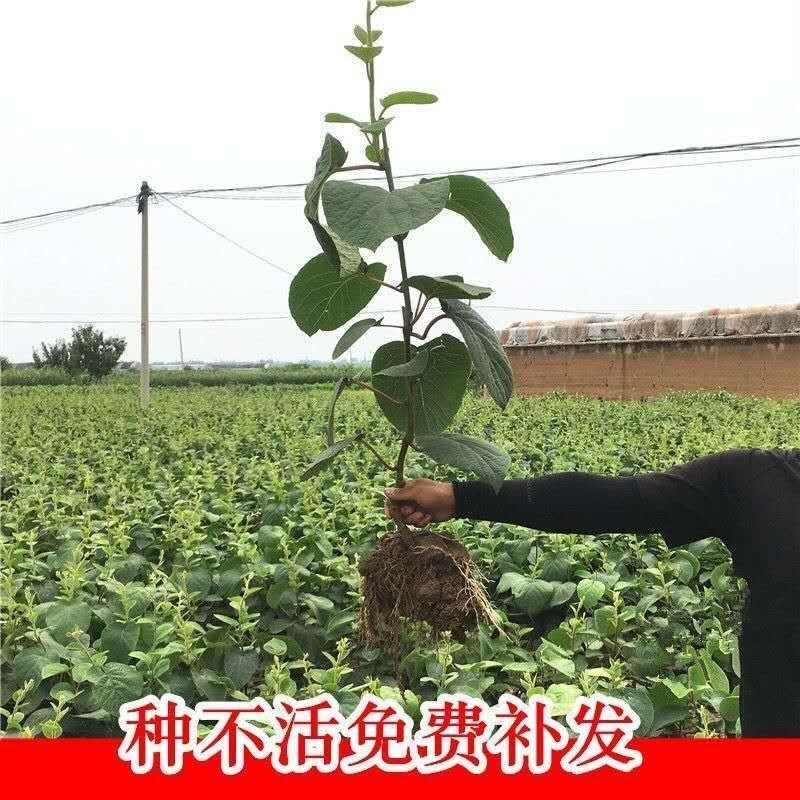 红心猕猴桃树苗优质嫁接猕猴桃种苗高产量好管理