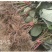 红心猕猴桃树苗优质嫁接猕猴桃种苗高产量好管理