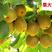 红心猕猴桃树苗优质嫁接猕猴桃种苗高产量好管理