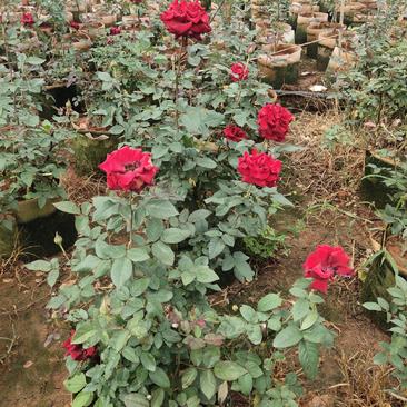 玫瑰花，数量还有几千棵，欢迎下单订购