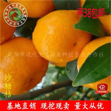 特早熟沙糖桔树苗四会沙糖桔树苗橘子树苗嫁接果树苗