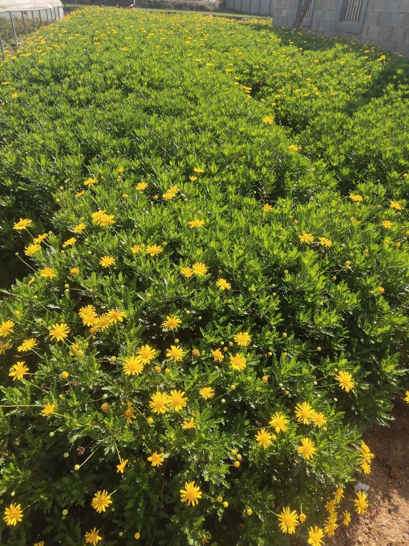 木春菊，大小规格都有，欢迎来电