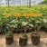 软枣猕猴桃树苗品种齐全量大从优基地直发现挖现发
