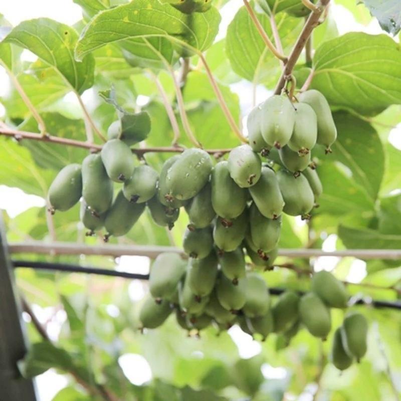 软枣猕猴桃树苗品种齐全量大从优基地直发现挖现发