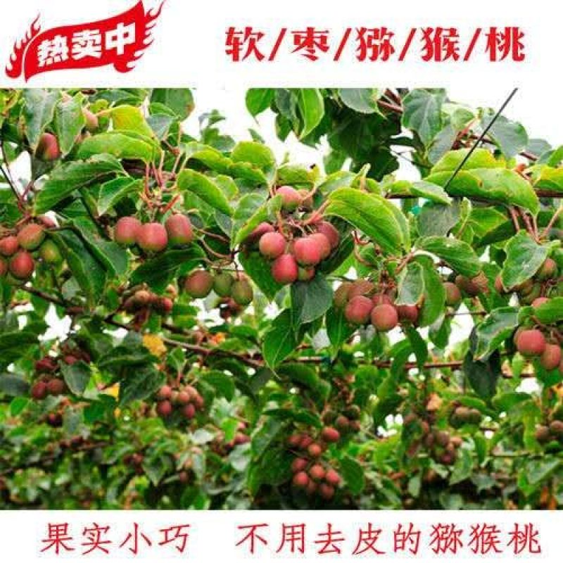 软枣猕猴桃树苗品种齐全量大从优基地直发现挖现发