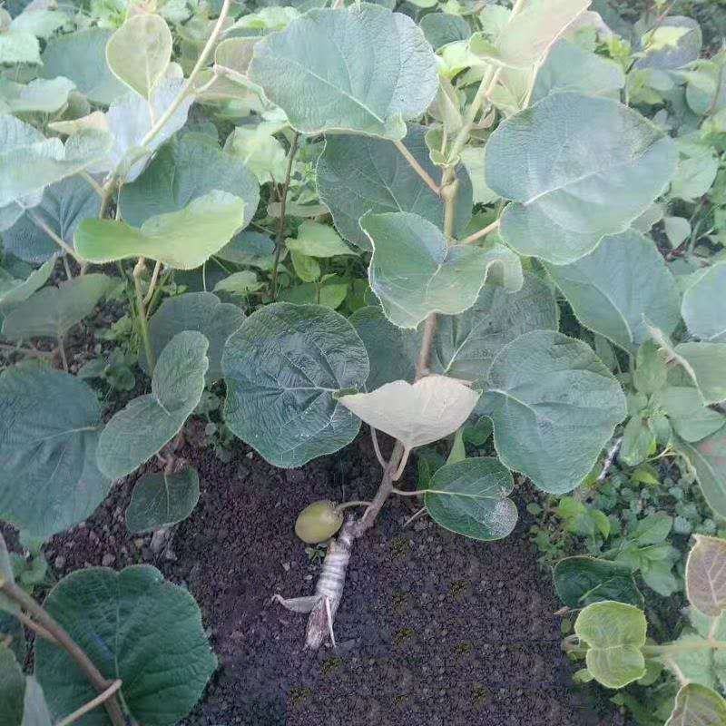 软枣猕猴桃树苗品种齐全量大从优基地直发现挖现发