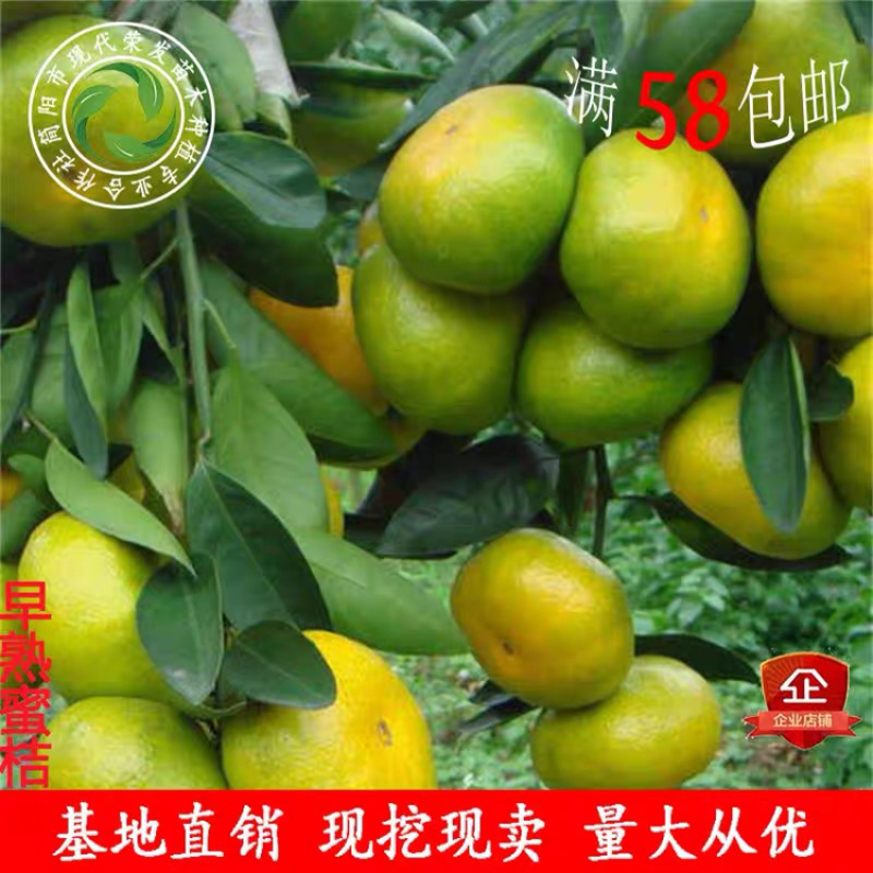 早熟蜜桔苗嫁接蜜桔树苗大芬一号柑橘树苗由良早熟柑橘苗