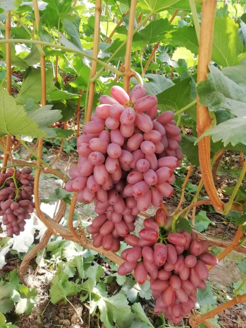 四川葡萄，克伦生葡萄，甜度高，基地直供，实力代办量大优惠