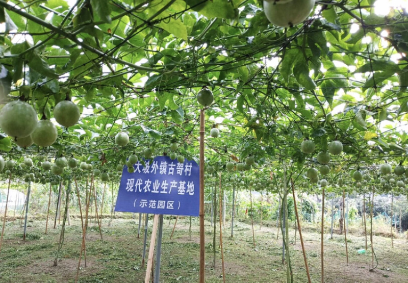 广西百香果肉百香果酱百香果汁奶茶店专用纯手工现挖