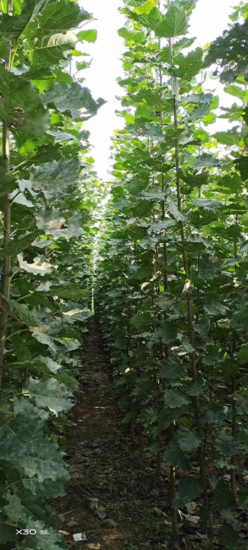 107-108速生杨。农户直销，根系发达，成活率高，苗粗