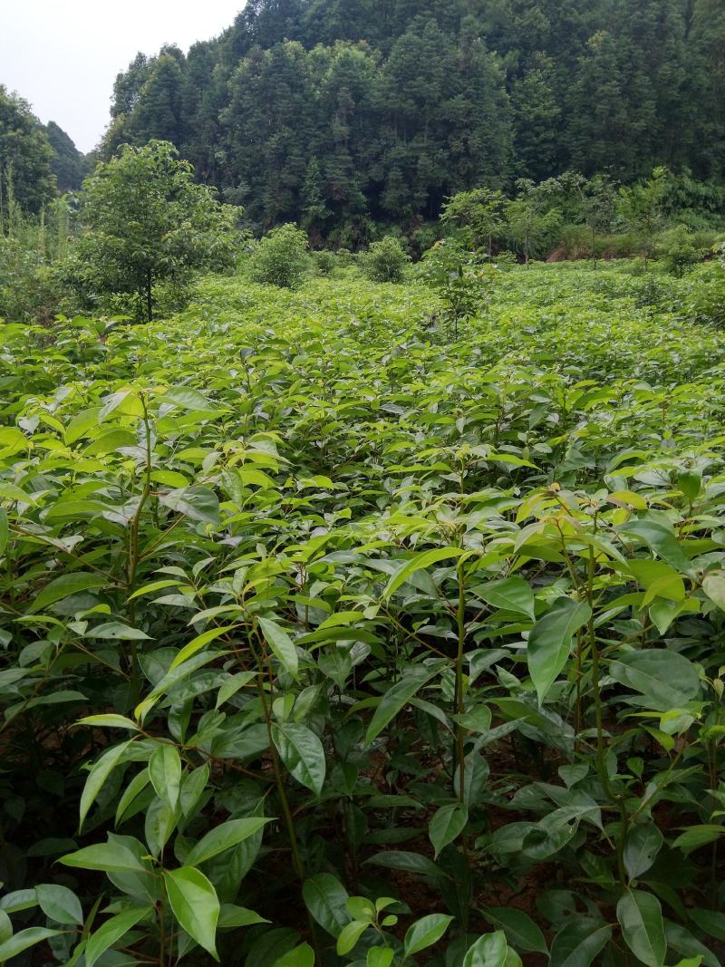 订单式生产(各种规格)宜宾油樟苗