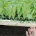 蔬菜种苗，莲花白菜苗，苗子粗壮，成活率高，抗病强