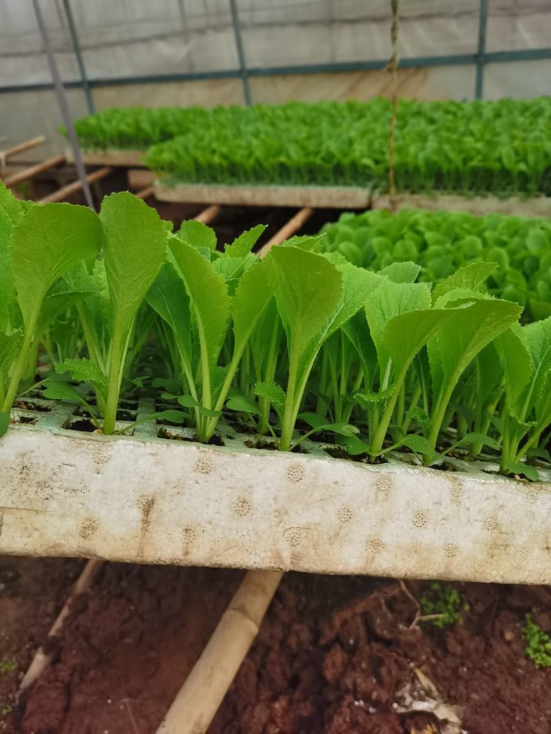 蔬菜种苗，莲花白菜苗，苗子粗壮，成活率高，抗病强