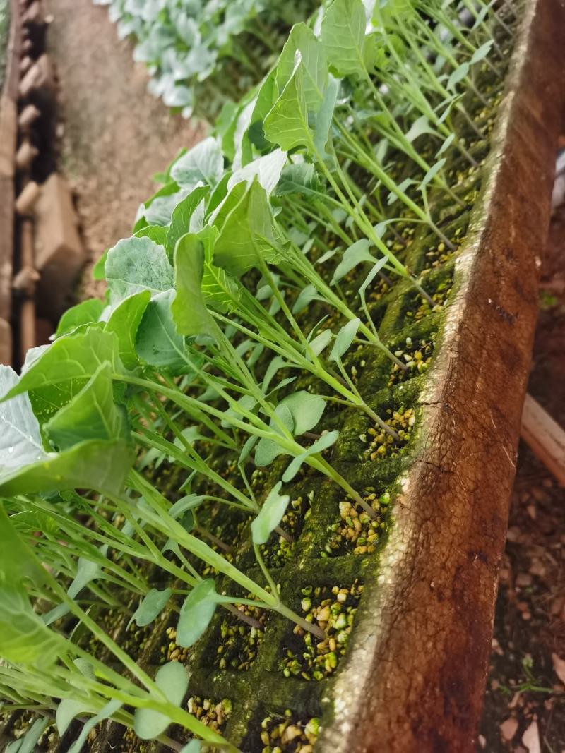 蔬菜种苗，莲花白菜苗，苗子粗壮，成活率高，抗病强