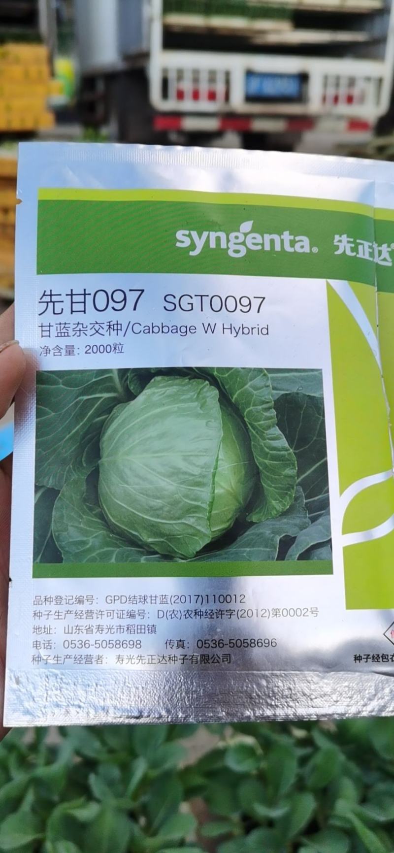 甘蓝苗圆包菜苗基地一手货源，苗子粗壮，根须发达，成活率高