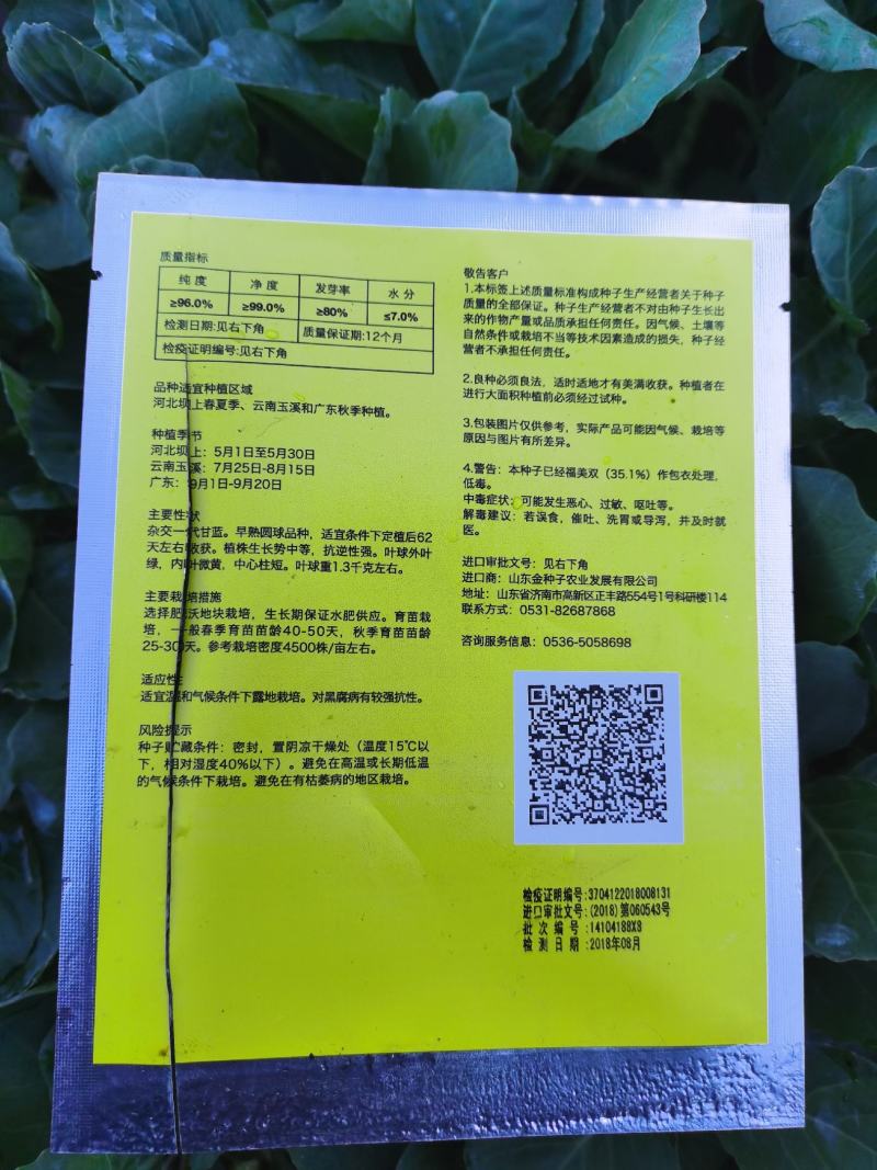 甘蓝苗圆包菜苗基地一手货源，苗子粗壮，根须发达，成活率高