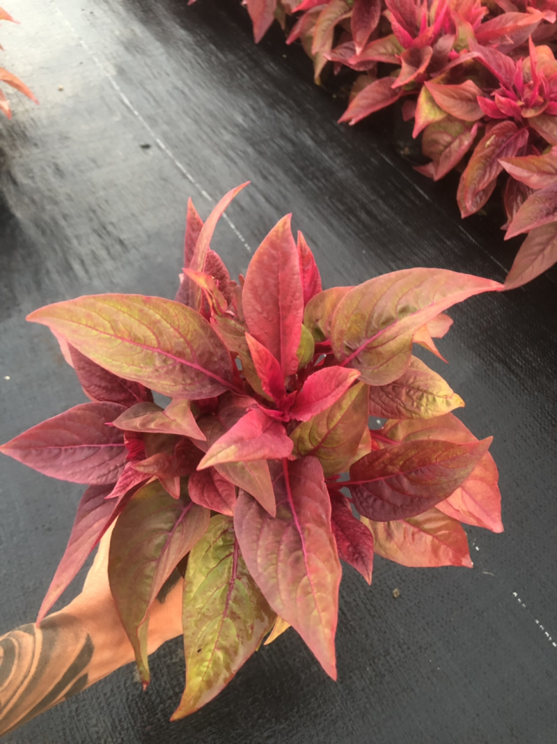 大量现货泥碳土时花供应