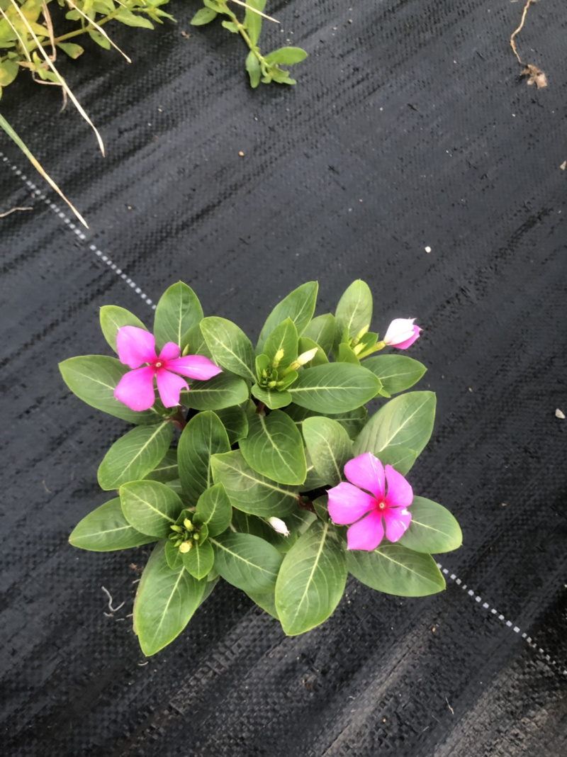 大量现货泥碳土时花供应