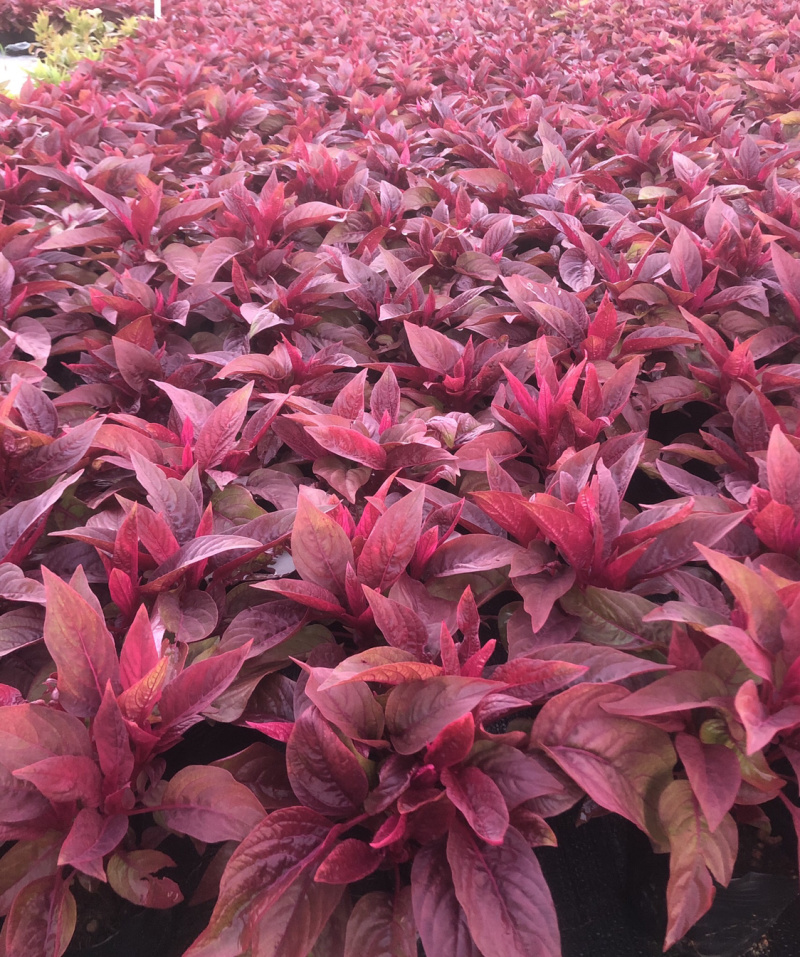 大量现货泥碳土时花供应